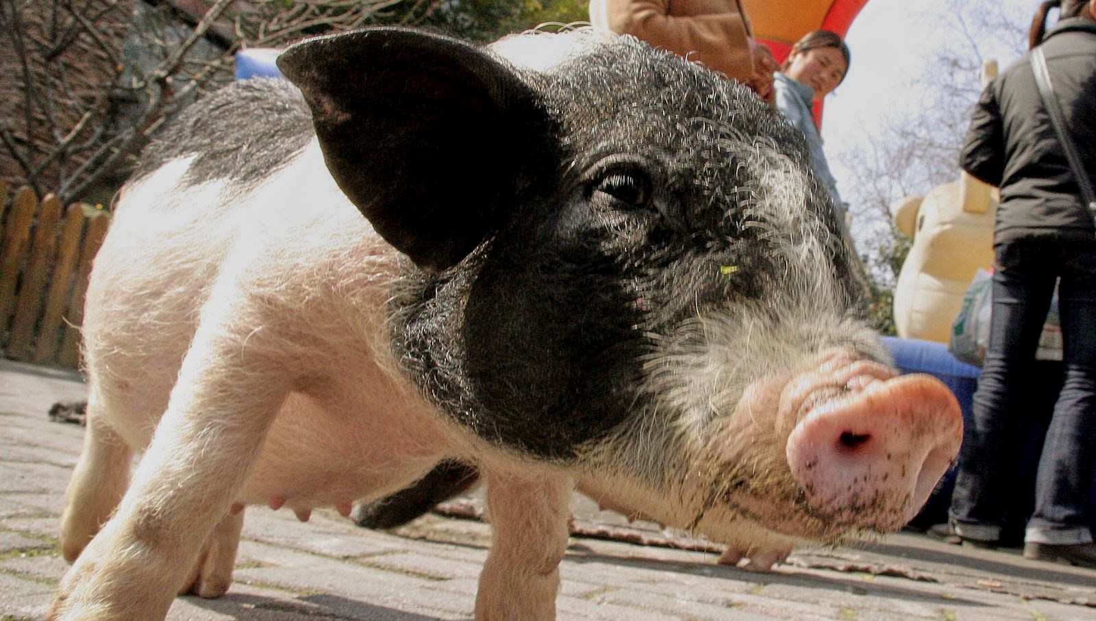 12 bin domuz itlaf edilecek sinirlari ordu koruyacak AW1Wtdwa