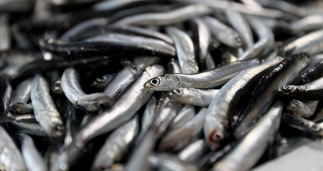 balik sezonu acildi hamsi bollugu yolda YMRZipOe