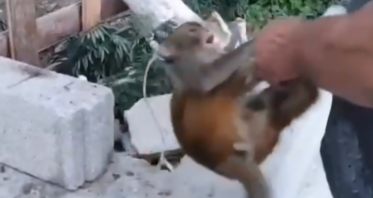 maymunu dovup sosyal medyada paylasti hakkinda islem baslatildi GYSGTz1h