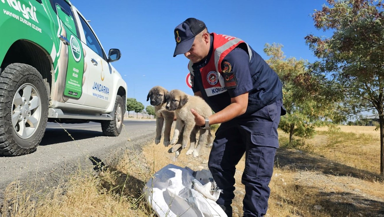 musta cuval icerisinde yavru kopekler bulundu fbilNwfU