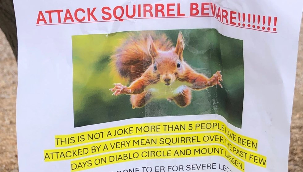 yemek arayan saldirgan sincap iki kisiyi acillik etti 3TTxKORD