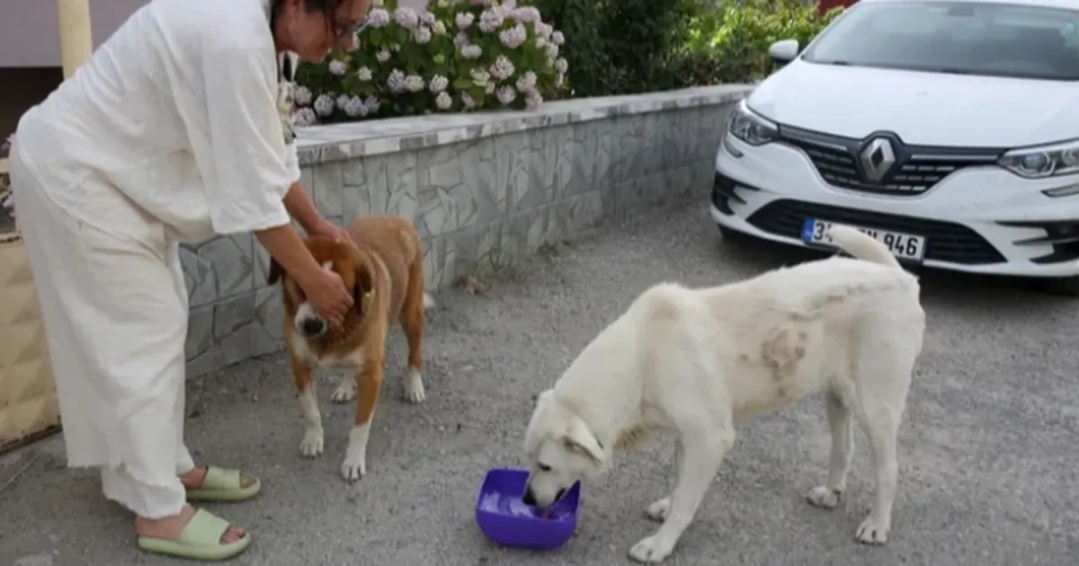 edirnede 200 bin tl borcla bogusan kehay kodan yardim cagrisi thG2Bh2B.webp