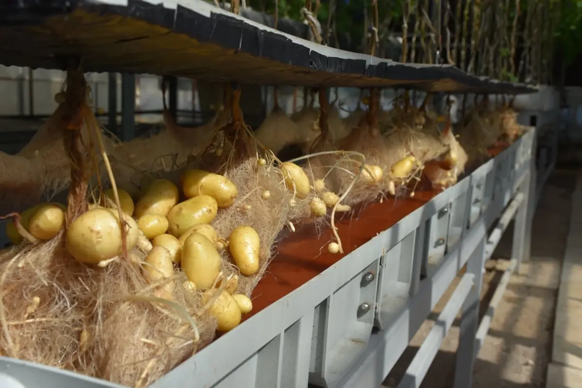 nigde patates arastirma enstitusunden yerli patates uretiminde basari Wrkj3Lfq.jpg