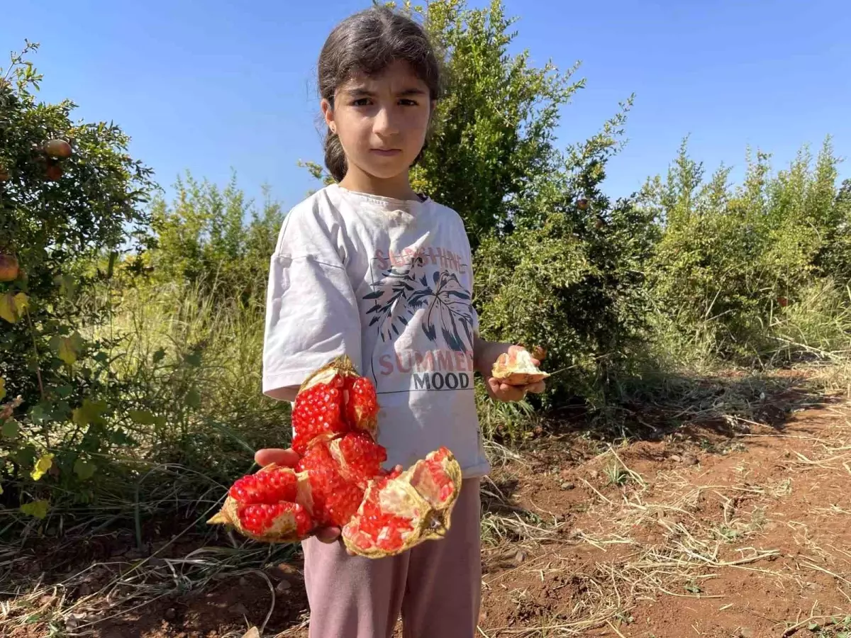 suruc narinda hasat basladi 2MJhfnmT.jpg