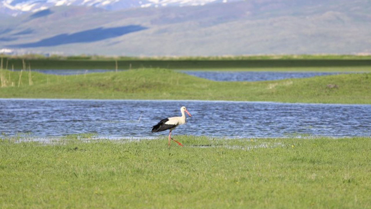 Antalya Havalimanı’nda Bebek Bezleri İçinde 381 Bin Euro Ele Geçirildi